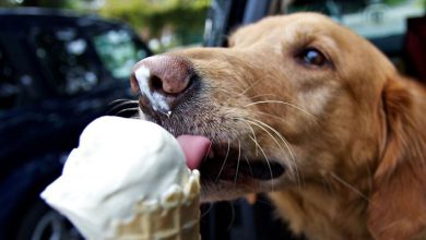World Dog Day: an ice cream preparation kit for dogs in delivery