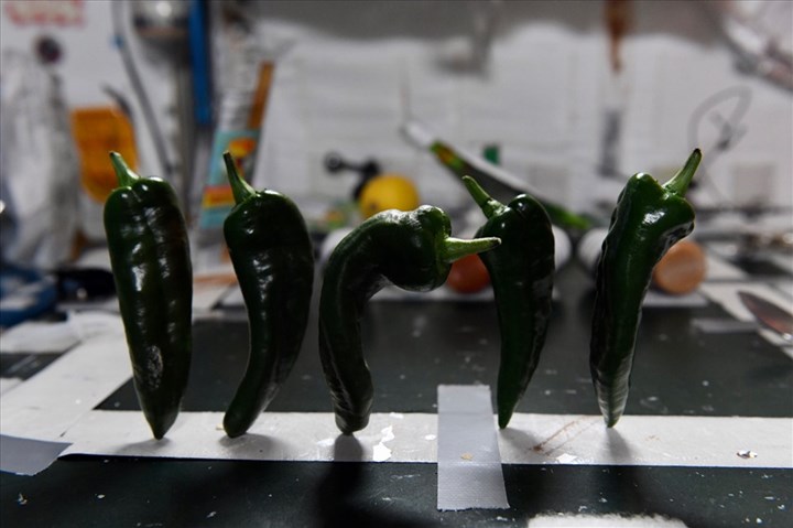 NASA astronauts harvest pepper at the International Space Station |  Read the latest news 24h - Lao