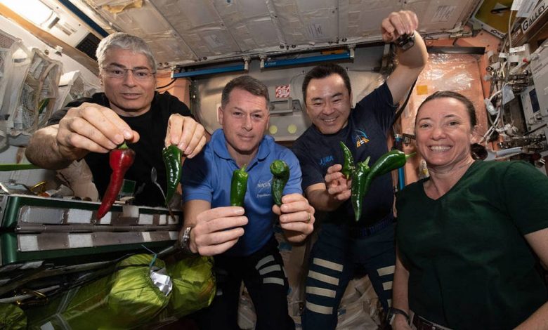 astronautas cosechan ajíes