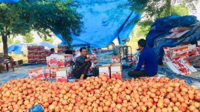 Rajasthan farmers are struggling for sale due to bumper yield of pomegranate