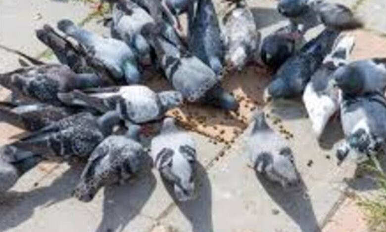 Incredible!  In this city of Rajasthan, property worth crores in the name of pigeons